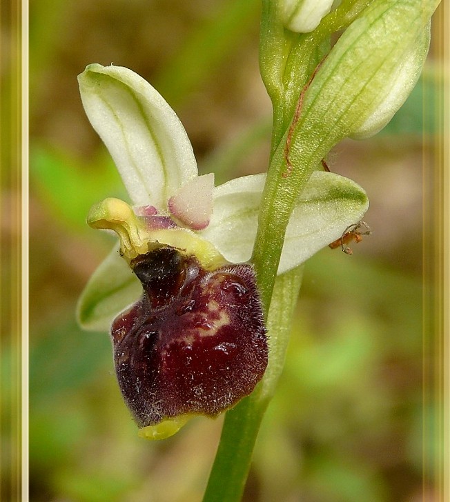 Ophrys holosericea subsp. gracilis